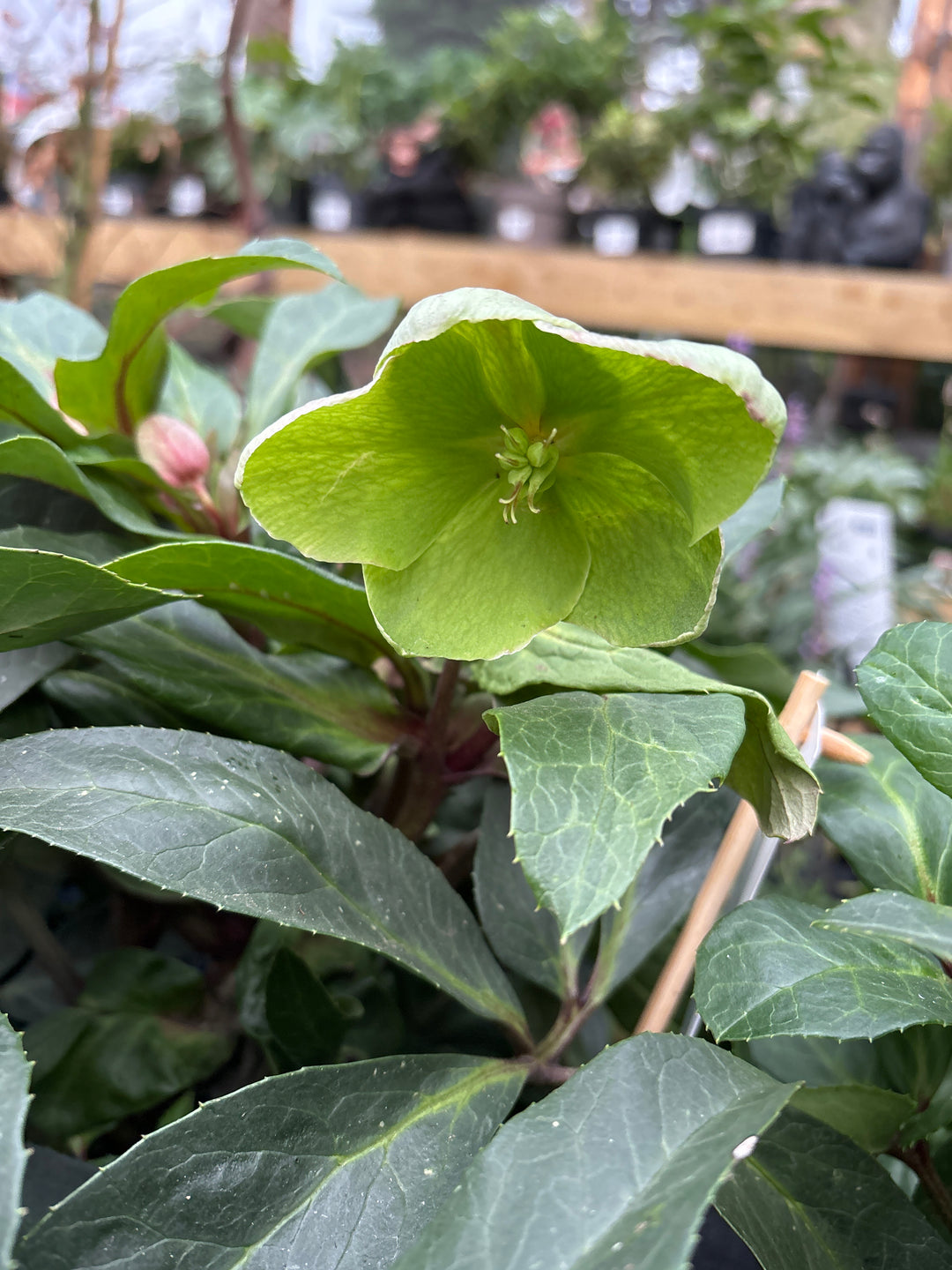 Helleborus Diamonfire  P17