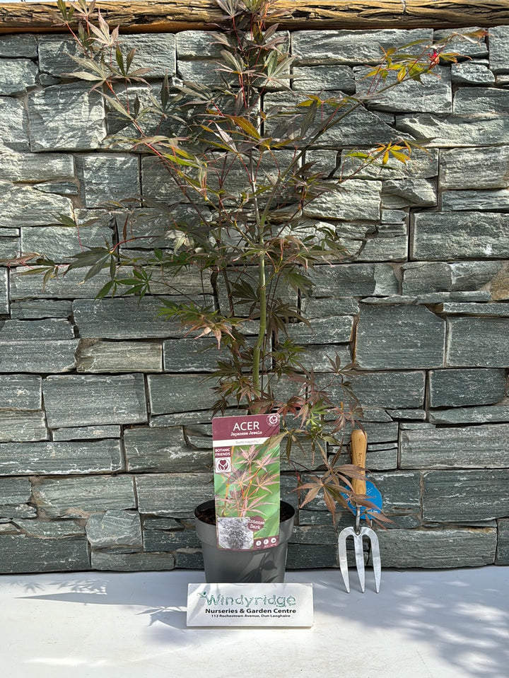 Acer palmatum Sumi-nagashi  3 Ltr pot