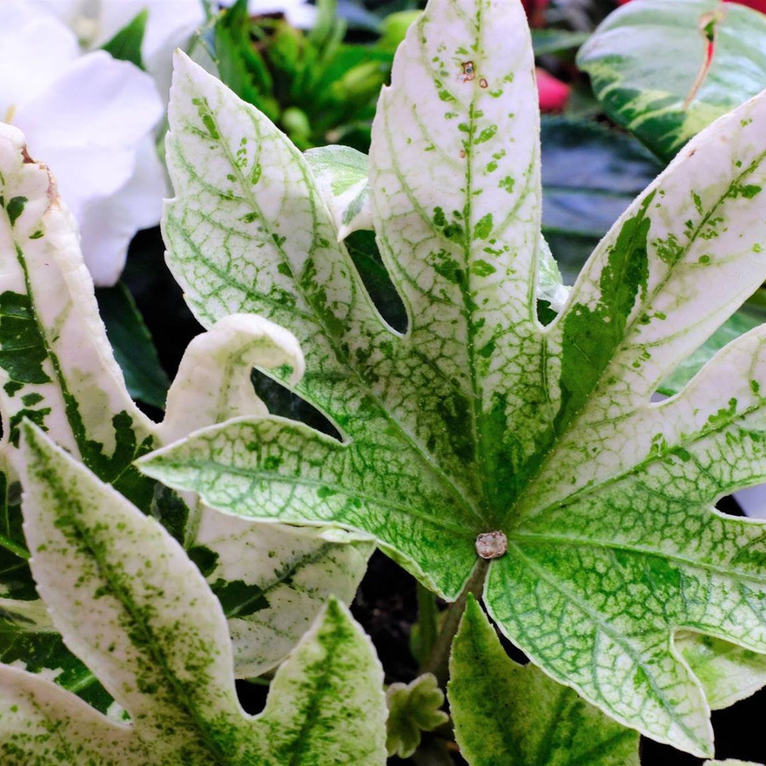 Fatsia japonica Spiders Web