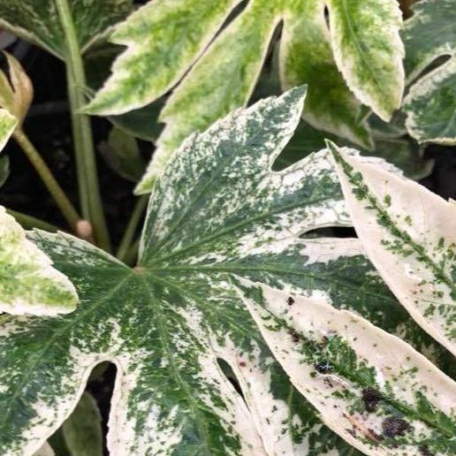 FATSIA JAPONICA SPIDERS WEB