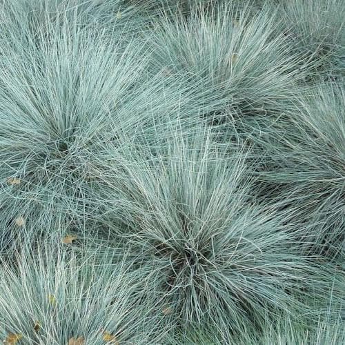 FESTUCA valesiaca Glaucantha