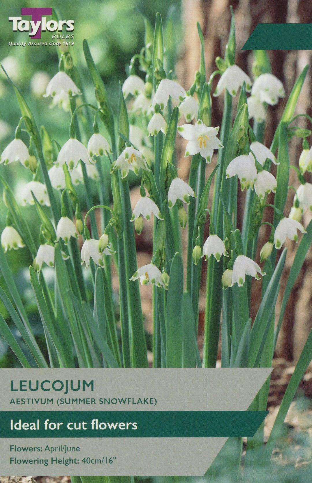 LEUCOJUM AESTIVUM X 6