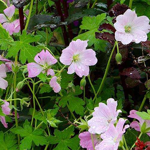 GERANIUM Dreamland