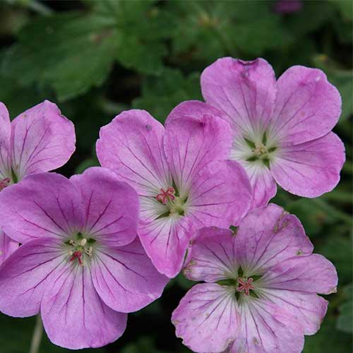 Geranium Mavis Simpson