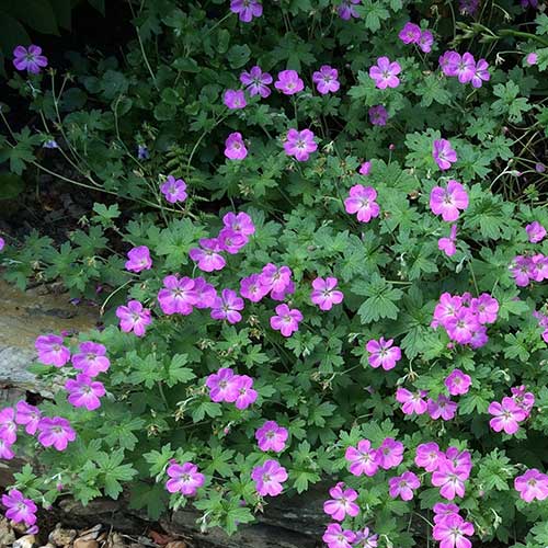 Cranesbill Geranium Mavis Simpson (2Ltr Pot)