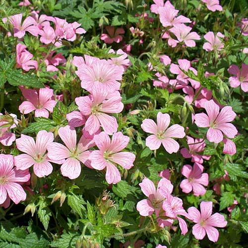 Cranesbill Geranium Mavis Simpson (2Ltr Pot)