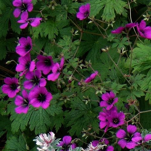 Geranium psilo. Anne Folkard