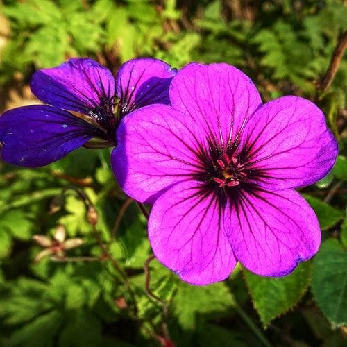 Geranium psilo. Anne Folkard