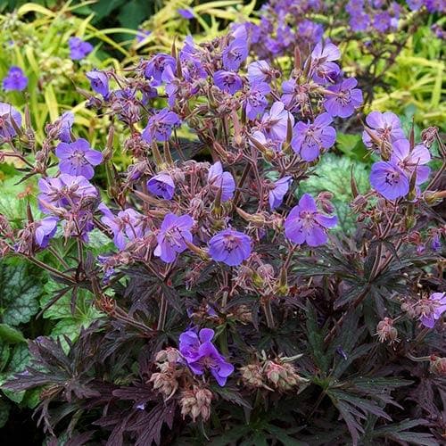 Geranium pratense Midnight Reiter