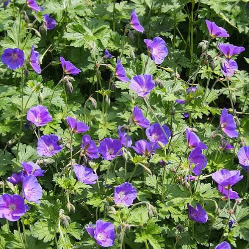 GERANIUM Johnsons Blue