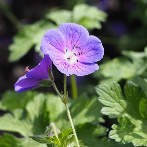 GERANIUM Johnsons Blue