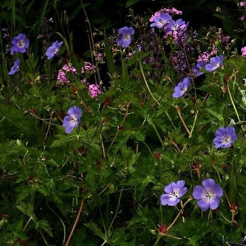 GERANIUM ROZANNE RP 3ltr