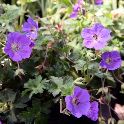 GERANIUM ROZANNE RP 3ltr