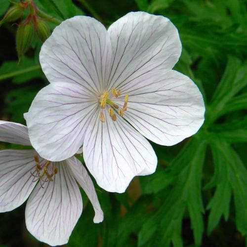 Geranium clarkei Kashmir White