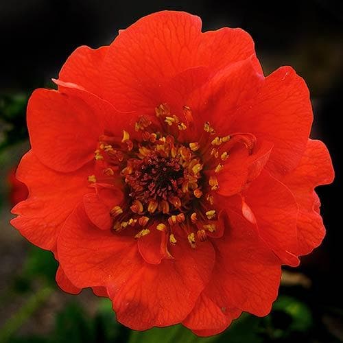 Geum  Mrs Bradshaw