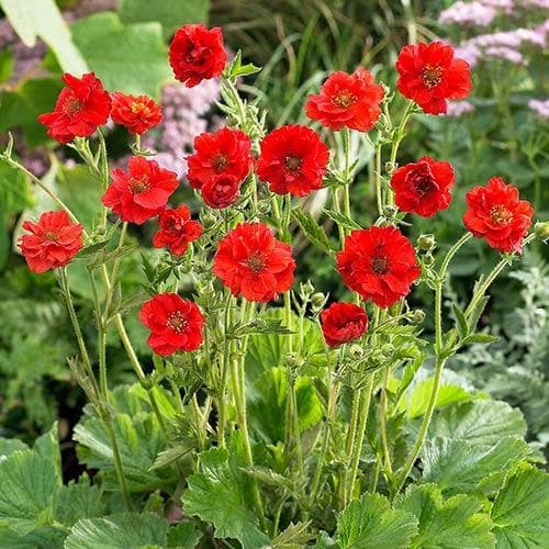 Geum  Mrs Bradshaw