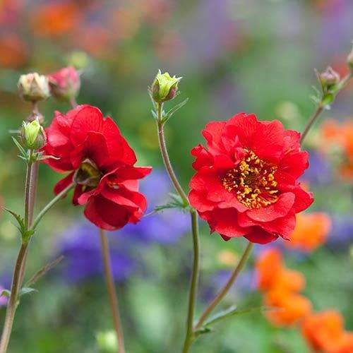 Geum  Mrs Bradshaw