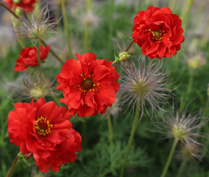 GEUM Blazing Sunset