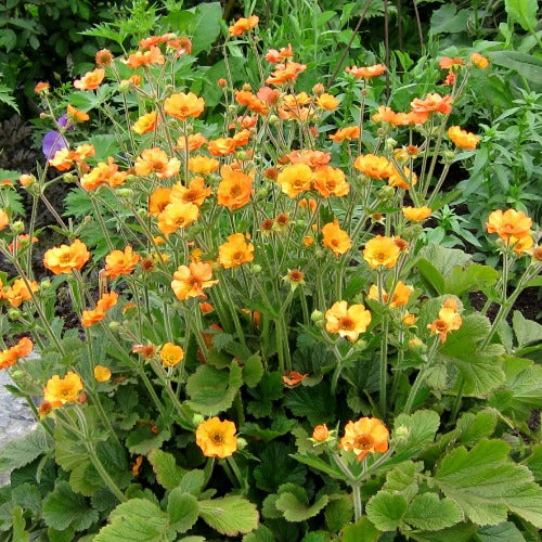 GEUM Totally Tangerine