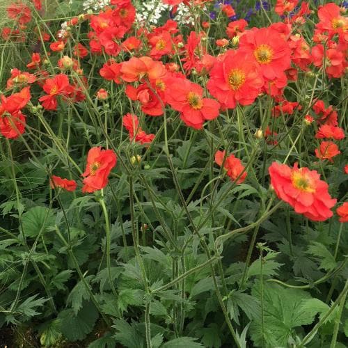 Geum Scarlet Tempest