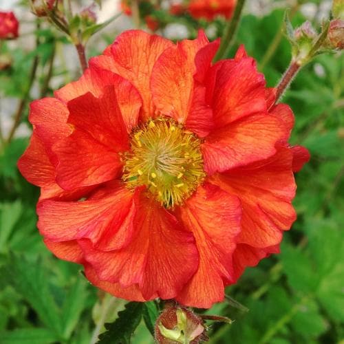 Geum Scarlet Tempest