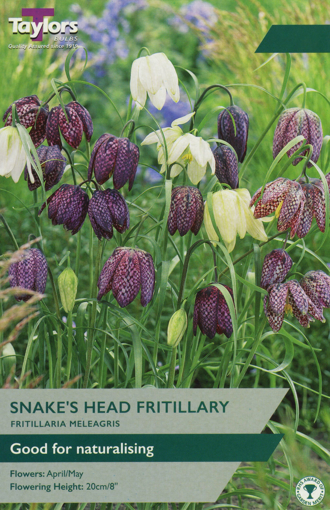 FRITILLARIA MELEAGRIS x 25