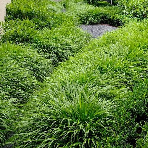 Hakonechloa macra