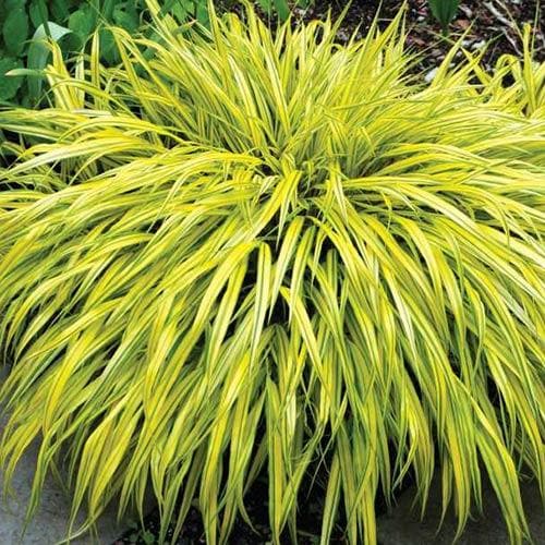 Hakonechloa macra Aureola