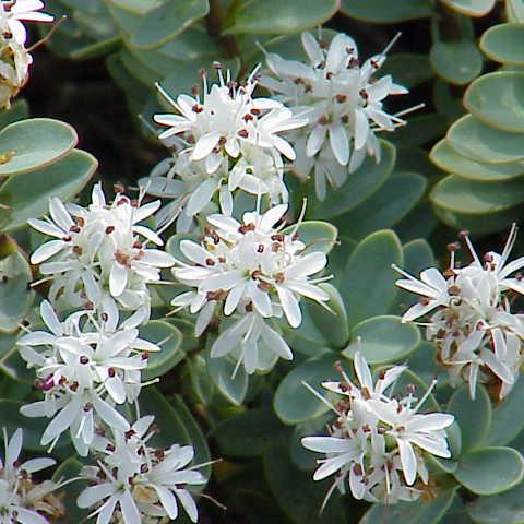 HEBE pinguifolia Pagei