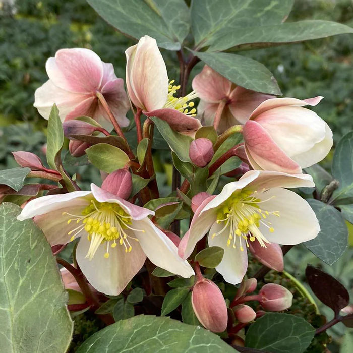 Helleborus erics.  Valeria  / P15