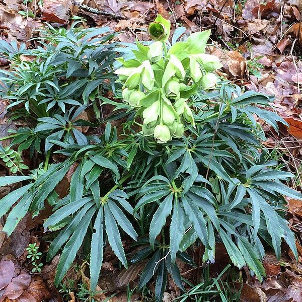 Helleborus foet. Yellow Wilgenbroek  2 Ltr pot