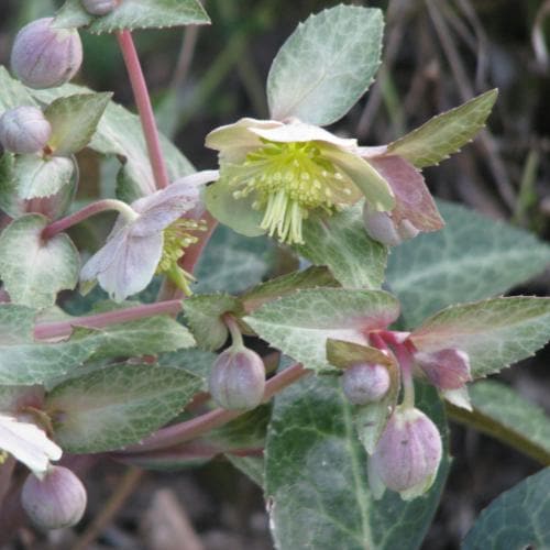 Helleborus lividus