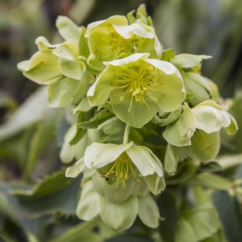 Helleborus lividus