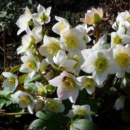 Helleborus n. Christmas Carol