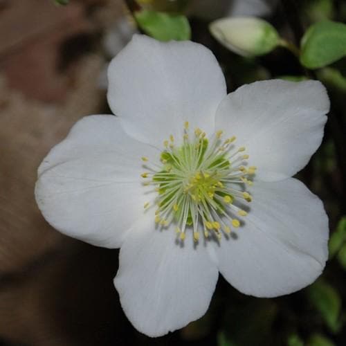 Helleborus n. Christmas Carol