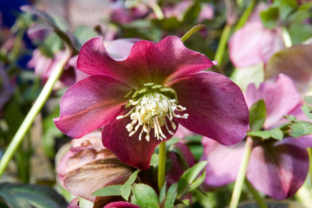 Helleborus orient. Hello Red  P17