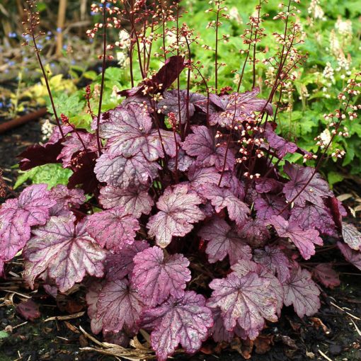 Heuchera Sugar Plum