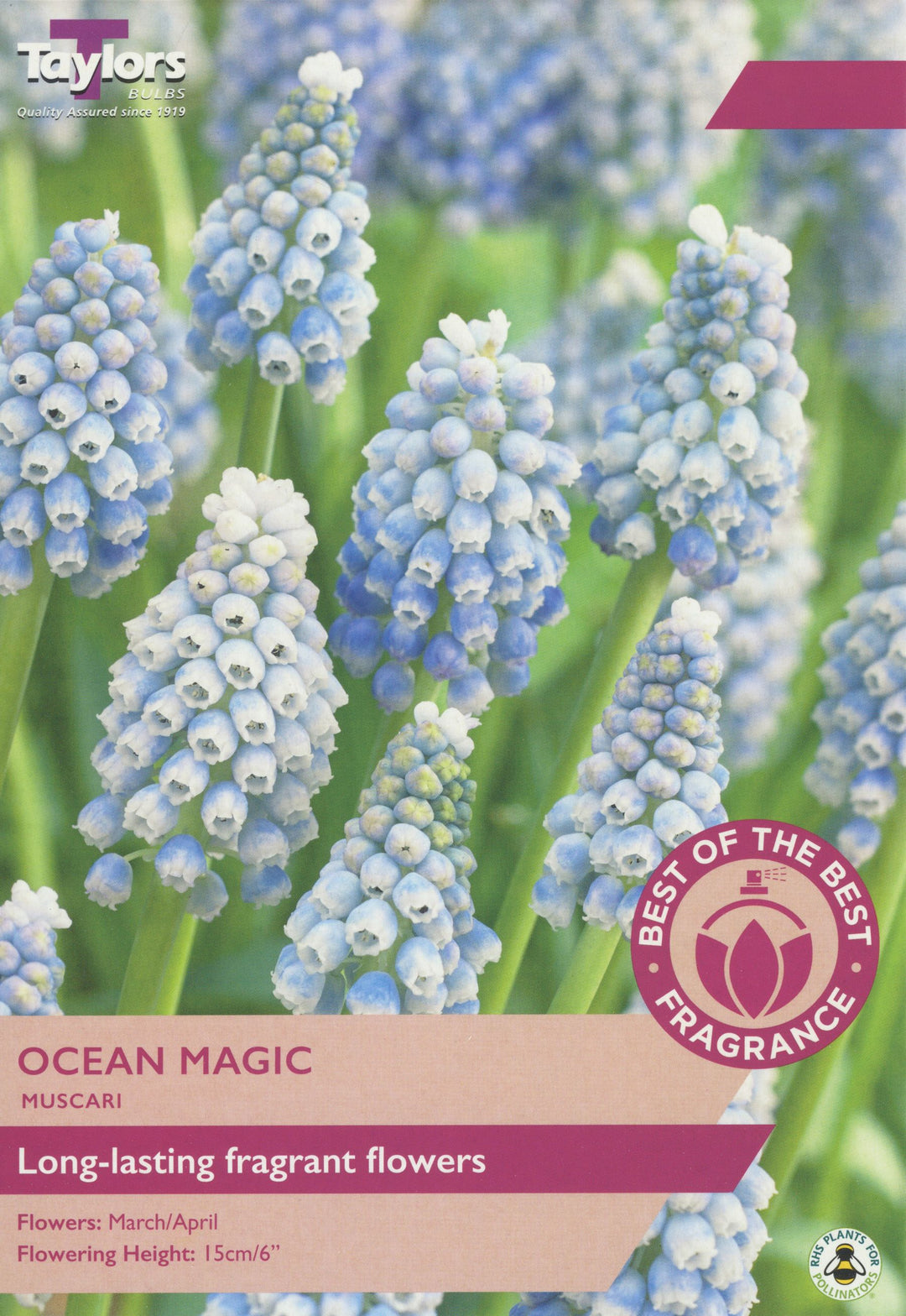 MUSCARI OCEAN MAGIC