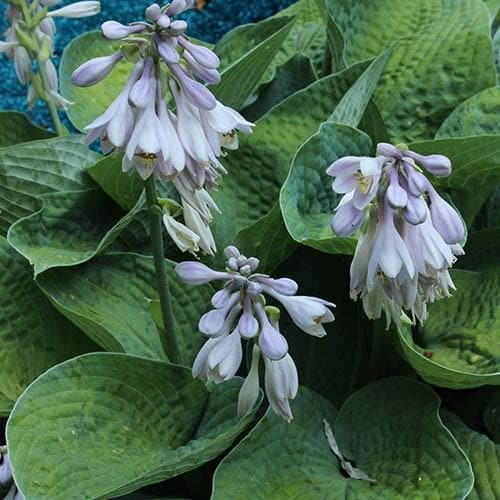 Hosta Big Daddy