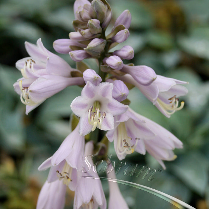 Hosta Hadspen Blue