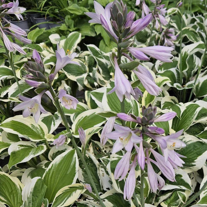 Hosta Patriot