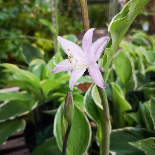 Hosta Francee