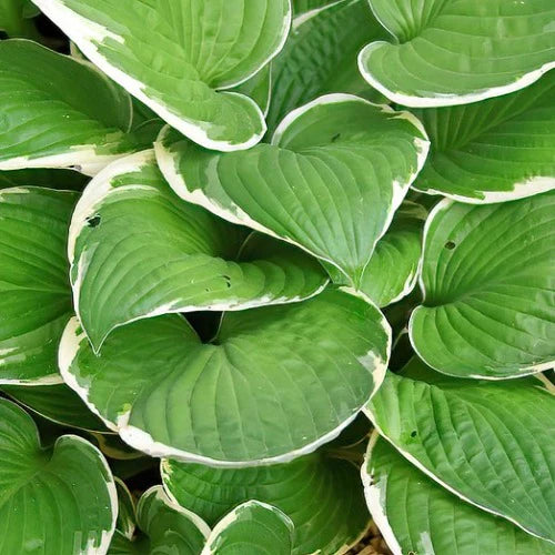 Hosta Francee