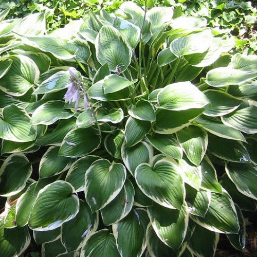 Hosta Francee