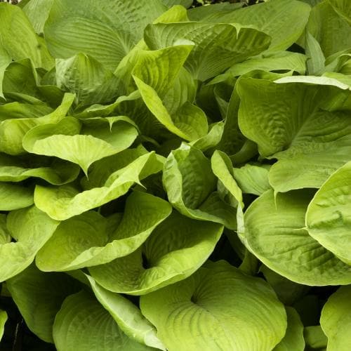 Hosta  Sum and Substance