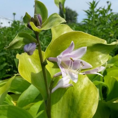 Hosta  Sum and Substance