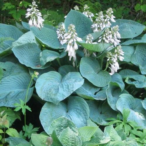 Hosta sieboldiana elegans