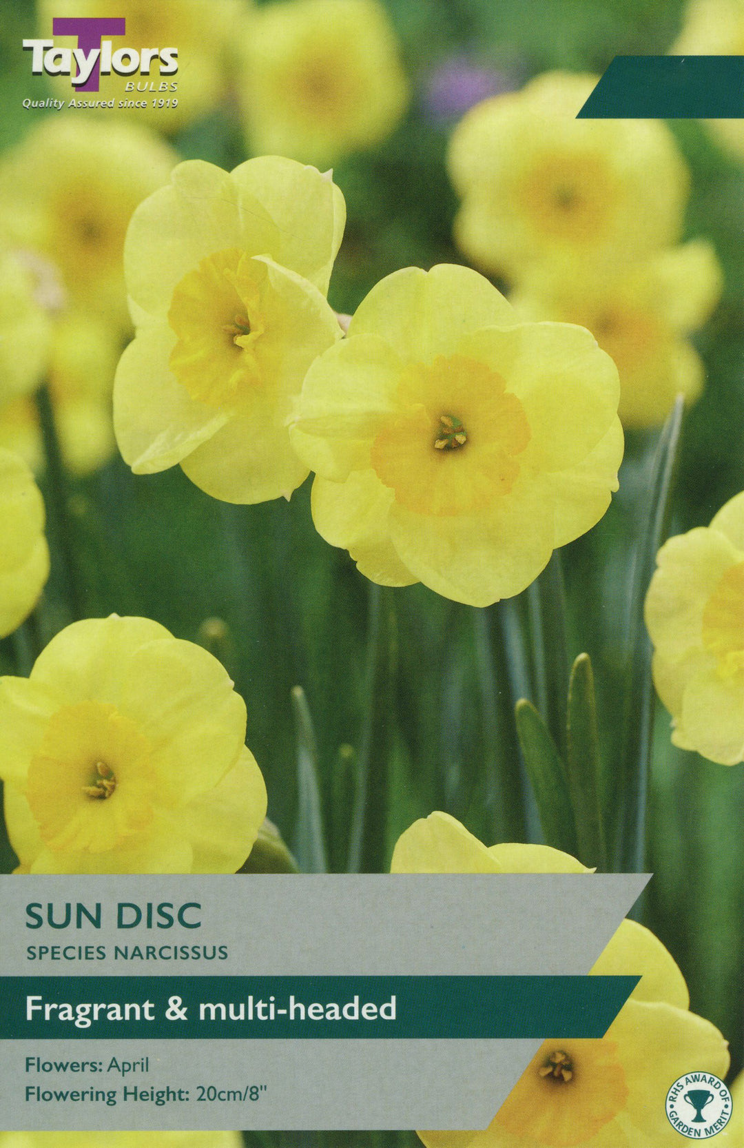 NARCISSUS SUN DISC X 9