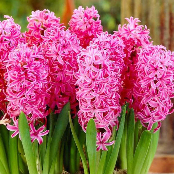 HYACINTH PINK PEARL x 6