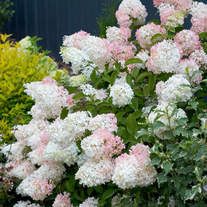 HYDRANGEA pan. Phantom